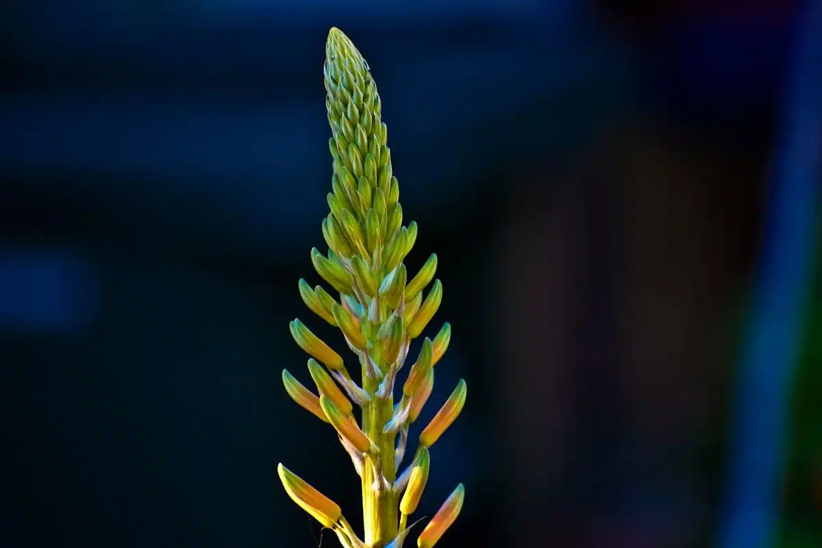 Main retirant la pulpe d'une feuille d'aloe vera sur un plan de travail