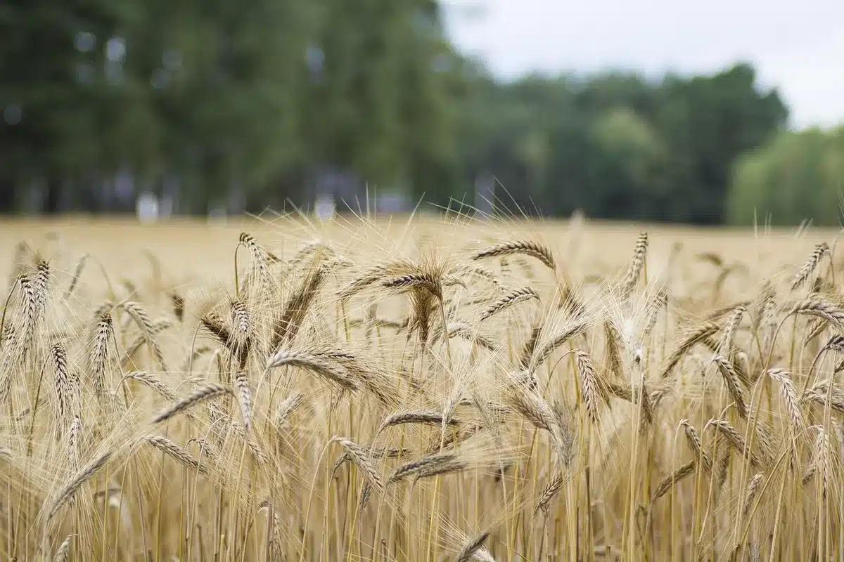 Paysage rural en plein jour avec prairie et haies, illustrant zones de recrutement